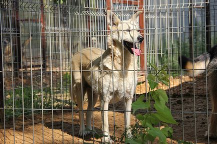 Clasificarea cele mai bune adăposturi de animale în cazul în care câinii și pisicile sunt bine