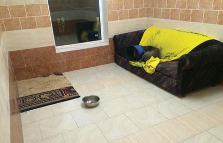 Clasificarea cele mai bune adăposturi de animale în cazul în care câini și pisici și (câini) Clasificarea cele mai bune adăposturi de animale în cazul în care câinii și pisicile sunt bine