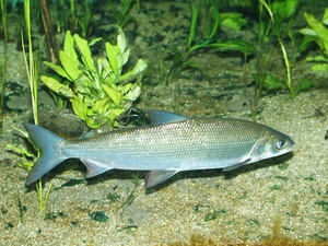 Pește aspect descriere Inconnu, habitat, specii și valoarea foto