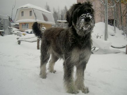 Schnauzer uriaș foto, pret, descriere rasa, caracter, video - watchdog meu