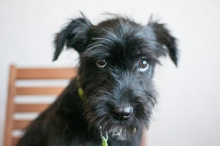 Schnauzer uriaș foto, pret, descriere rasa, caracter, video - watchdog meu