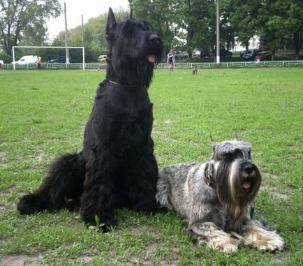 Schnauzer uriaș foto, pret, descriere rasa, caracter, video - watchdog meu