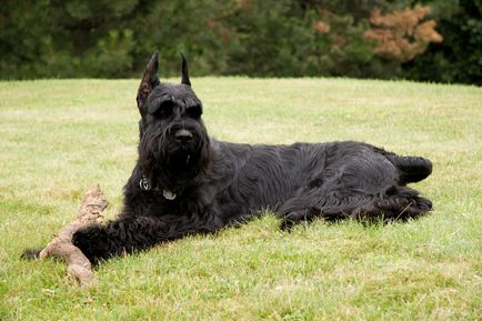 Schnauzer uriaș foto, pret, descriere rasa, caracter, video - watchdog meu