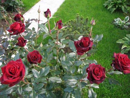 Rose Blek Medzhik (Black Magic) grad fotografie, descrierea ce mai populare, în creștere, în peisaj (negru) Rose Blek Medzhik (Black Magic) grad fotografie, descrierea ce populare, în creștere în peisajul