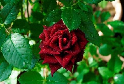 Rose Black Magic, fotografii