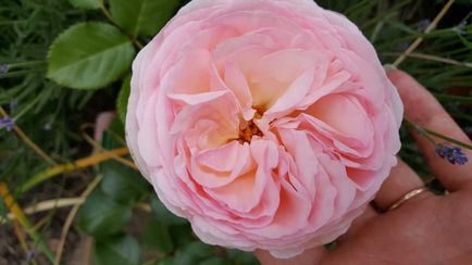 Rose-shraby ce este, fotografii, descriere, plantare, îngrijire, soiuri