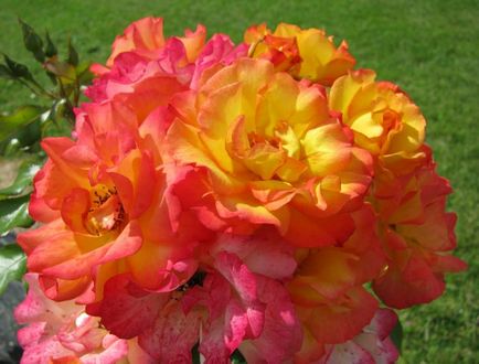 Rose-shraby ce este, fotografii, descriere, plantare, îngrijire, soiuri