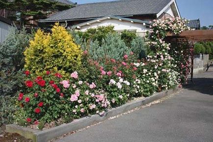Trandafiri în designul de grădină și fotografii ale originalului grădini de trandafiri pentru a decora peisajul