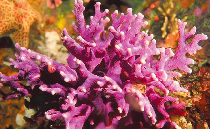 Roz coral - flori de mare