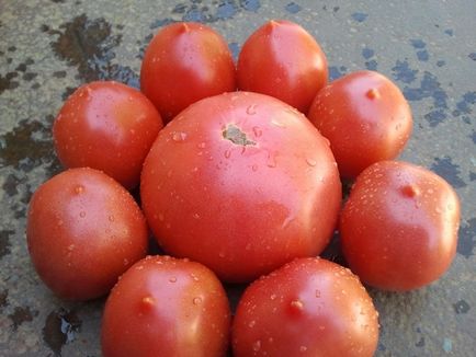 tomate roz timpurie, la mijlocul sezonului, soiuri târzii pentru sere, descriere, foto, video