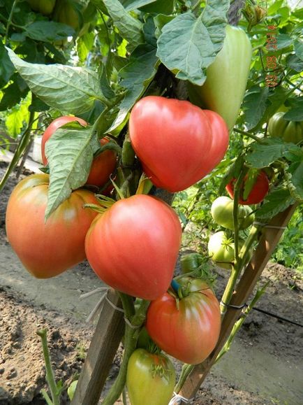 tomate roz timpurie, la mijlocul sezonului, soiuri târzii pentru sere, descriere, foto, video