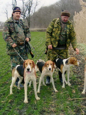 Rusă fotografii pestrițe hound și înregistrări video de câini la vânătoare, și rasa descriere standard