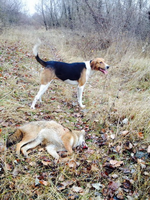 Rusă fotografii pestrițe hound și înregistrări video de câini la vânătoare, și rasa descriere standard