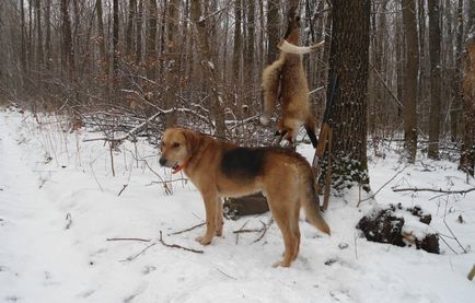 Rusă pestrițe Hound descriere rasă, fotografii, standard si caracterul de câine