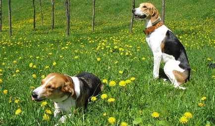 Rusă pestrițe Hound descriere rasă, fotografii, standard si caracterul de câine