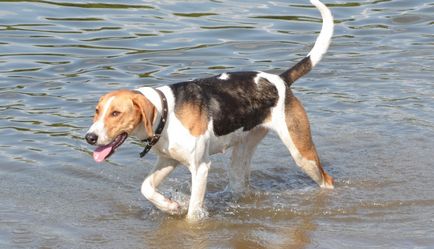 Rusă pestrițe Hound descriere rasă, fotografii, standard si caracterul de câine