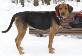 Rusă pestrițe Hound descriere rasă, fotografii, standard si caracterul de câine
