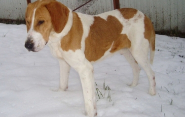 Rusă pestrițe Hound descriere rasă, fotografii, standard si caracterul de câine