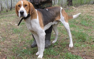 Rusă pestrițe Hound descriere rasă, fotografii, standard si caracterul de câine