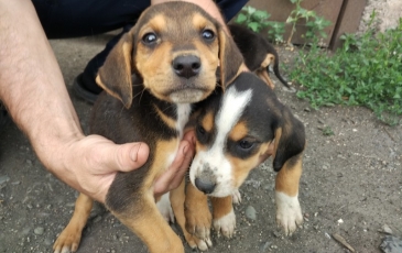 Rusă pestrițe Hound descriere rasă, fotografii, standard si caracterul de câine