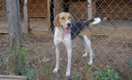 Rusă pestrițe Hound descriere rasă, fotografii, standard si caracterul de câine