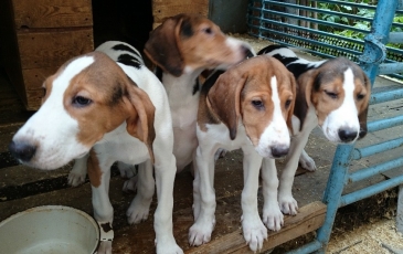 Rusă pestrițe Hound descriere rasă, fotografii, standard si caracterul de câine