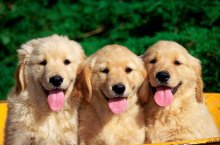 porecle și nume românești pentru câini masculi băieți