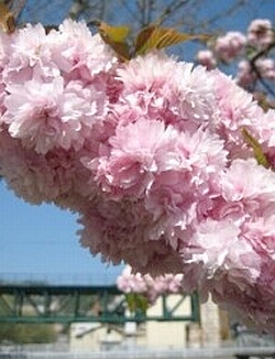 Sakura - fond de -entsiklopedichesky pe termen