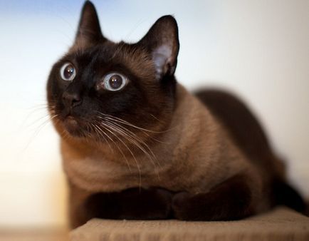 Cea mai scumpa pisica din prețul mondial și fotografii de top 10 rase de pisici