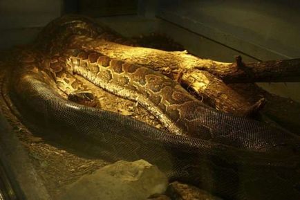 Cele mai multe cazuri de atacuri asupra oamenilor anaconda, pitoni și boa cunoscute, în ghearele animalelor