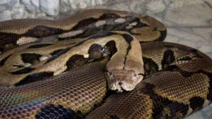 Cele mai multe cazuri de atacuri asupra oamenilor anaconda, pitoni și boa cunoscute, în ghearele animalelor