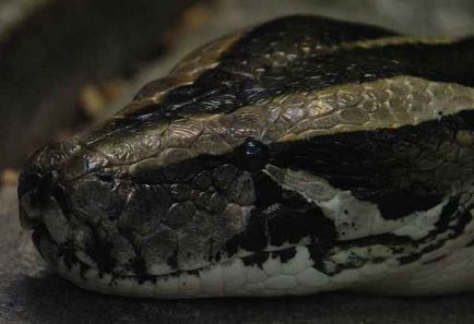 Cele mai multe cazuri de atacuri asupra oamenilor anaconda, pitoni și boa cunoscute, în ghearele animalelor