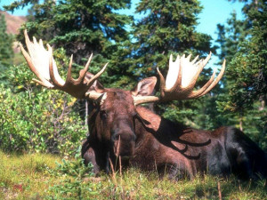 Secretele și tehnici de vânătoare de elani, cu o momeală - elani în timpul vocea rut, decoy Moose din fier vechi