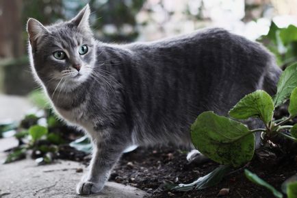 pisica gri - tipuri și caracteristici de culoare