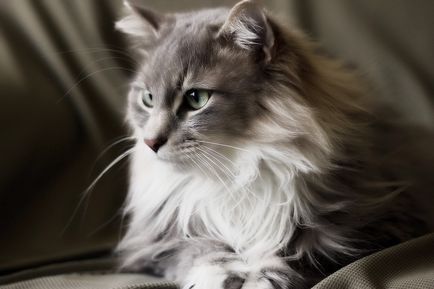 pisica gri - tipuri și caracteristici de culoare