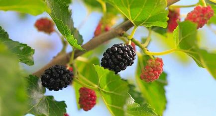 Mulberry este proprietăți utile și vindecare de contraindicații