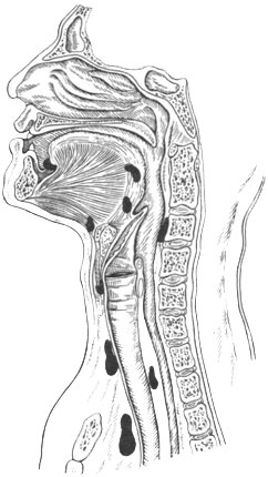 Glanda tiroidă anatomie și fiziologie