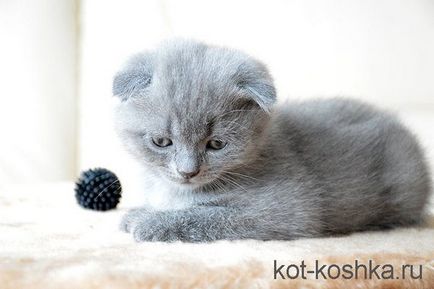 Scottish pisica - o descriere a diferențelor dintre pisicile Scottish Fold și pryamouhie