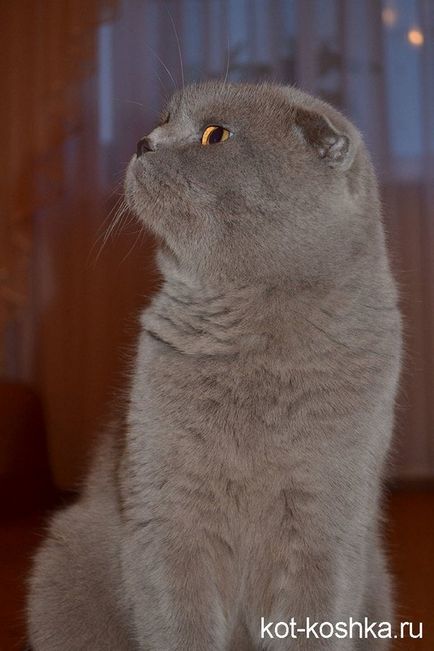 Scottish pisica - o descriere a diferențelor dintre pisicile Scottish Fold și pryamouhie