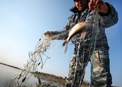 Amenzi și penalități pentru pescuitul ilegal în 2019 - cum să pescuiască în conformitate cu legea