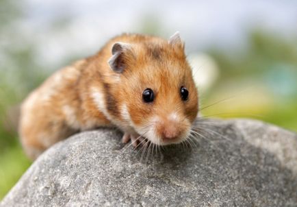 Hamsterul sirian - fotografii, videoclipuri, întreținere și îngrijire, cât de mulți trăiesc, hrănire și culori