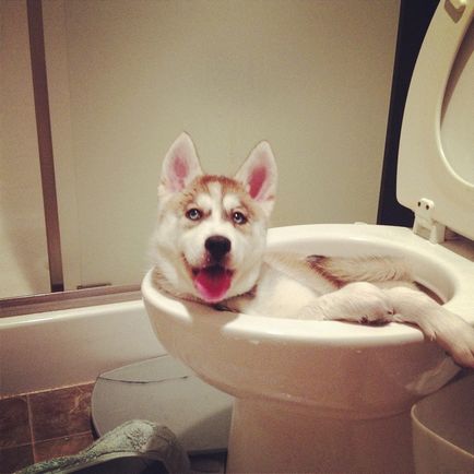 Descărcați imagini amuzante despre câini (38 poze) - poze haioase si umor