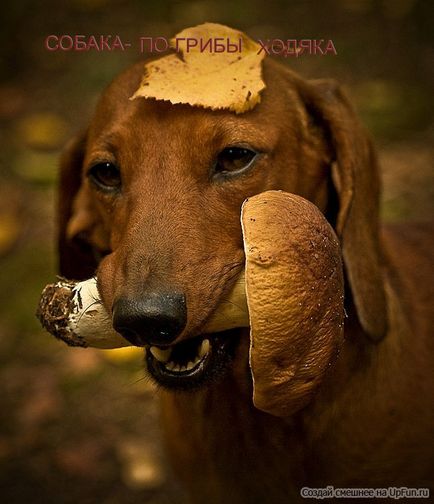 Descărcați imagini amuzante despre câini (38 poze) - poze haioase si umor (amuzant) Descărcați imagini amuzante despre câini (38 poze) - poze haioase si umor