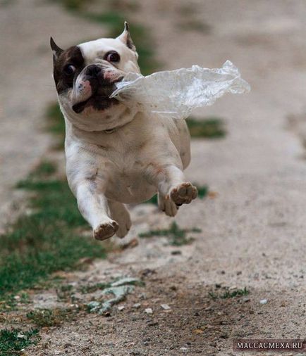 Descărcați imagini amuzante despre câini (38 poze) - poze haioase si umor