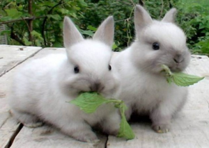 Cât de mulți ani de viață și de acasă iepuri decorative trebuie să știe pentru a prelungi viața lor