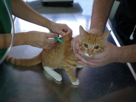îngrijire veterinară de urgență pentru simptome de pisici și cât de repede trebuie să reacționeze la aspectul lor