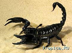 Scorpions, animale de companie