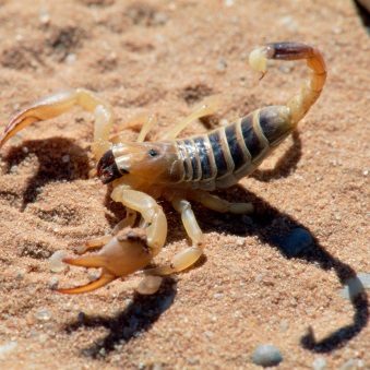 Scorpions tipuri, de conținut, hrănire, îngrijire