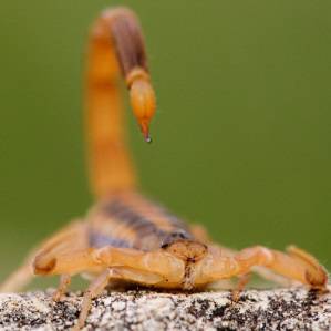 Scorpions tipuri, de conținut, hrănire, îngrijire