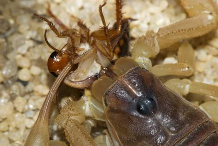 Scorpion - descriere, tipuri, ce să mănânce, în cazul în care se află, fotografii
